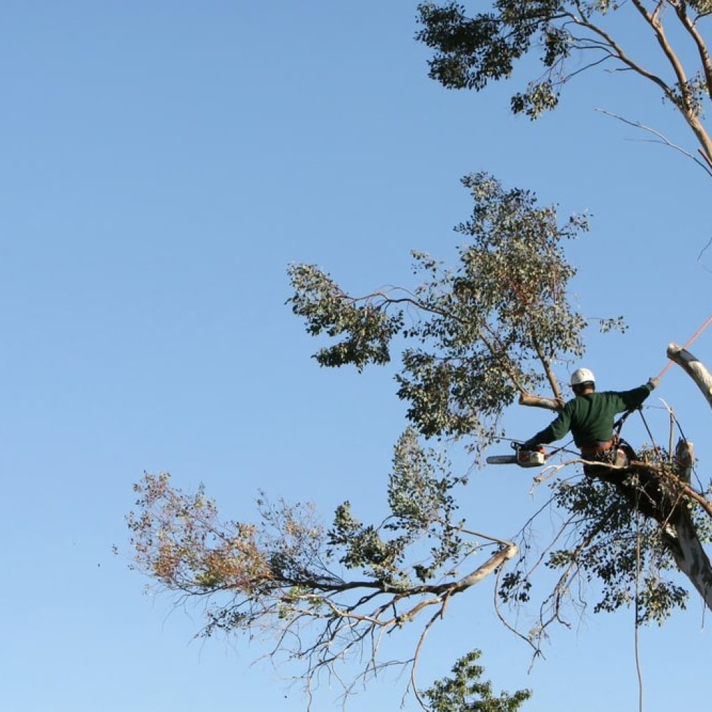 Elk Grove Tree Services: Pruning, Removal, and Care