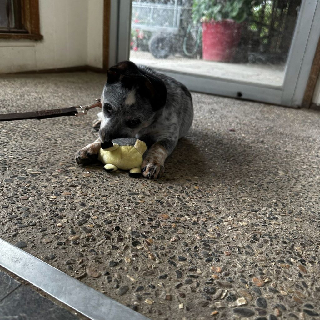 Indulge Your Pup: Luxury Dog Hotel Los Angeles