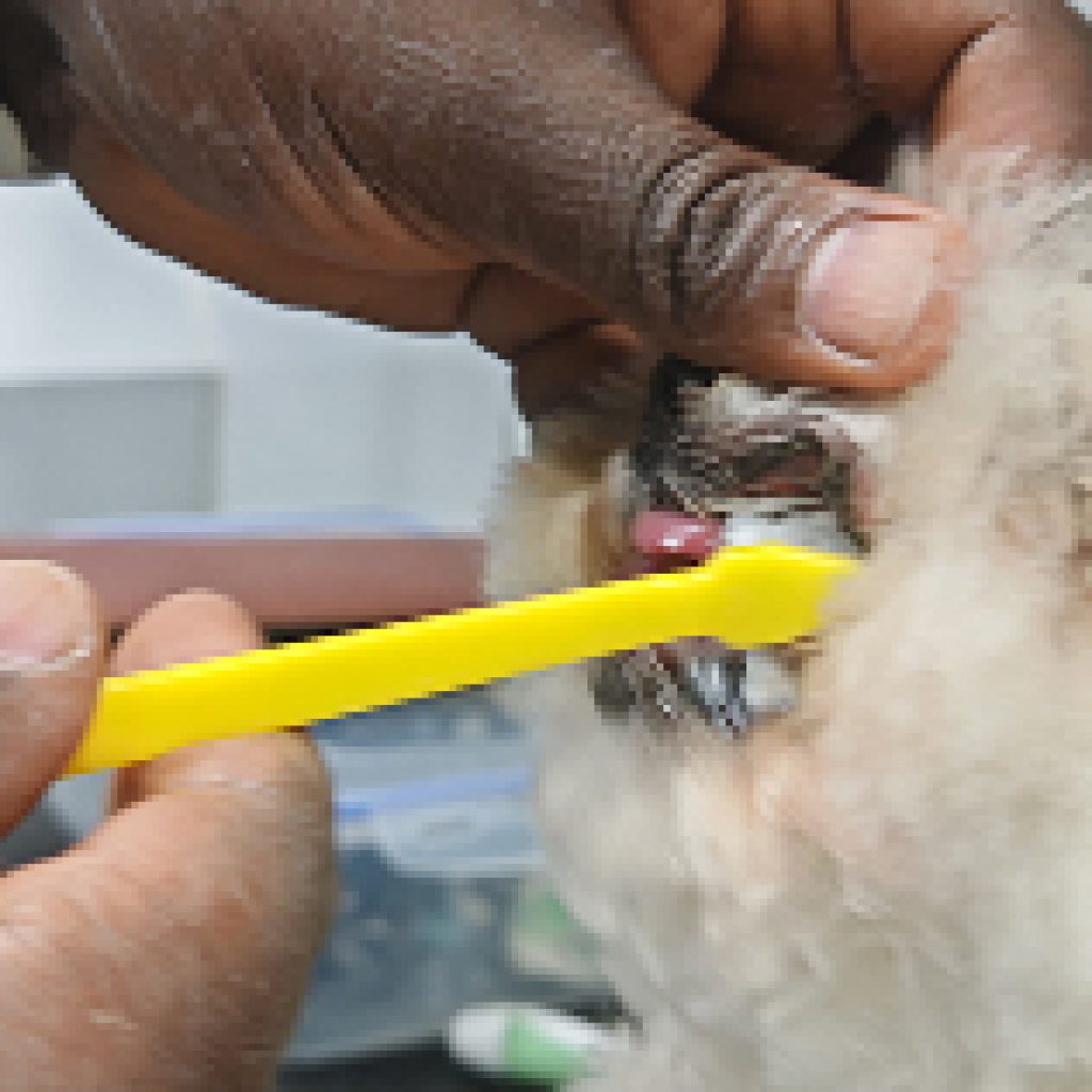 Pet Bath Service Dubai — Gentle, Professional Grooming for Your Furry Friend