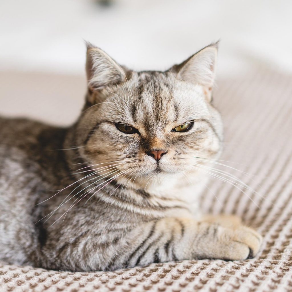 Find Paw-Friendly Matches with Online Dating Sites for Dogs