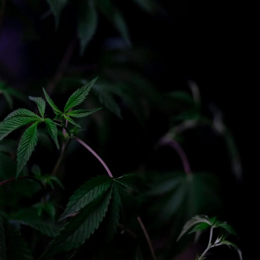 Weed Dispensary Bethesda: Friendly, Trusted Cannabis Shop