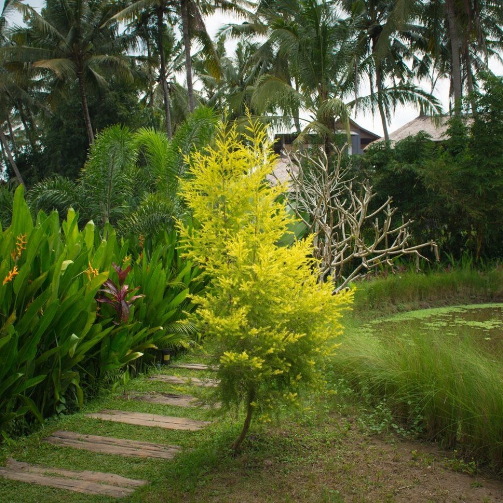 Transform Your Outdoor Space with Garden and Lawn Landscaping Services