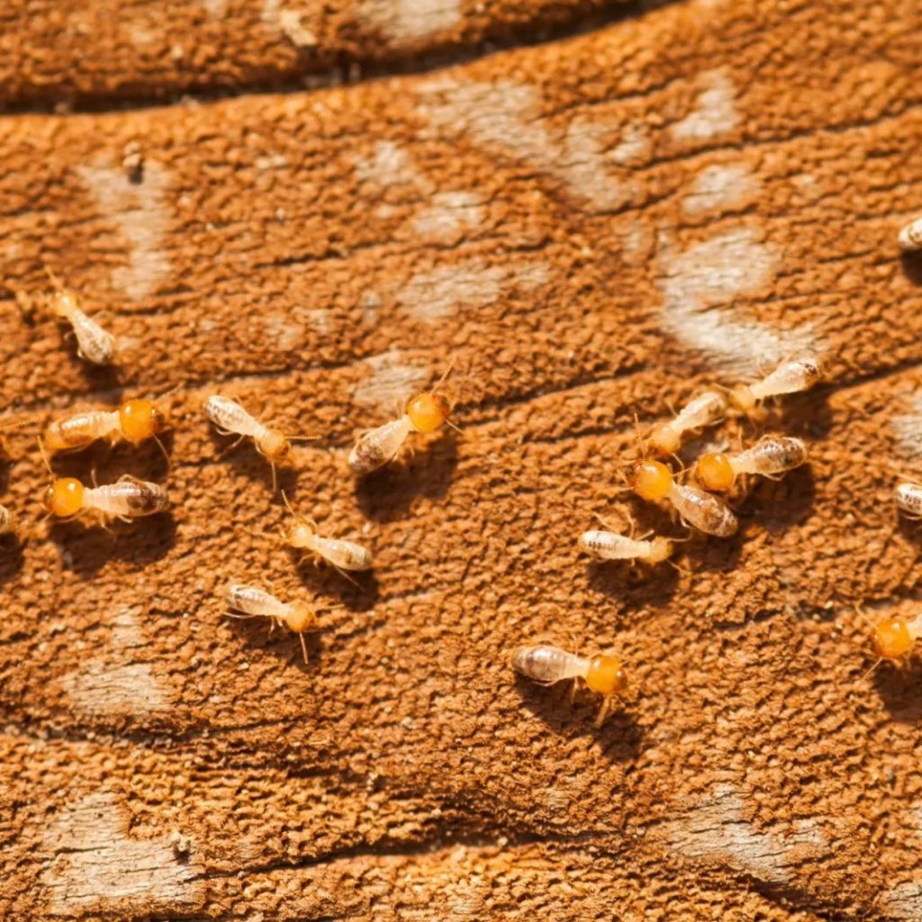 Find a reliable bird exterminator near me for fast, safe removal