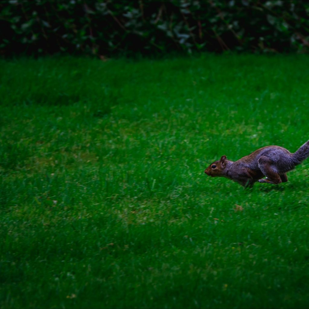 Reliable weeding services in Bristol