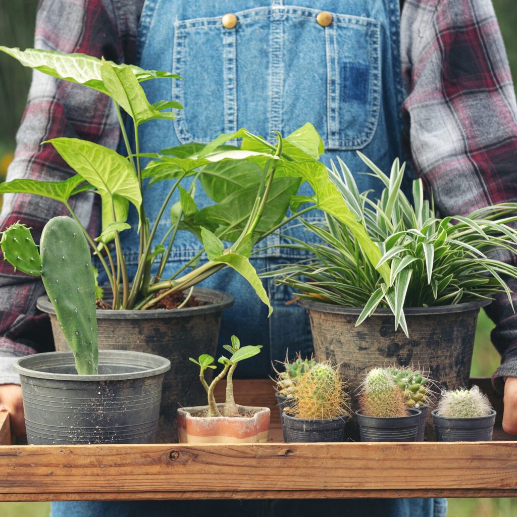 Cottage Food Business Marketplace: Connect, Sell, Grow