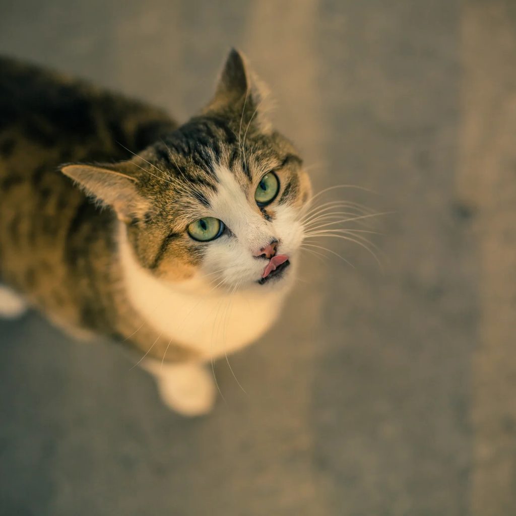 Buy Pet Gear Ramps for Sale in UK — Safe, Easy Pet Access