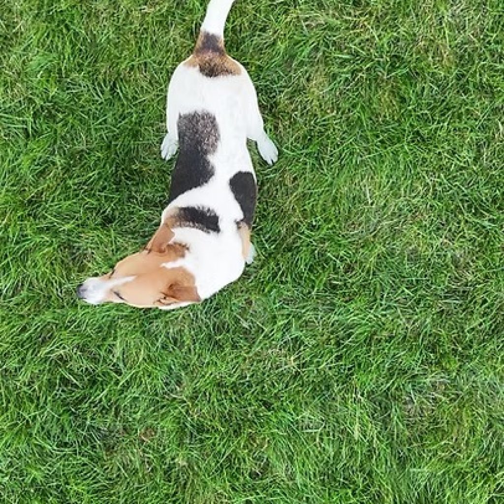 Crate Free Dog Boarding in Chantilly – Safe, Loving Care