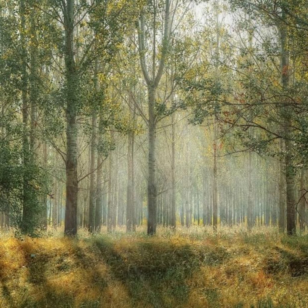 Reliable Tree Service Placerville — Pruning, Removal, and Cleanup by Local Experts