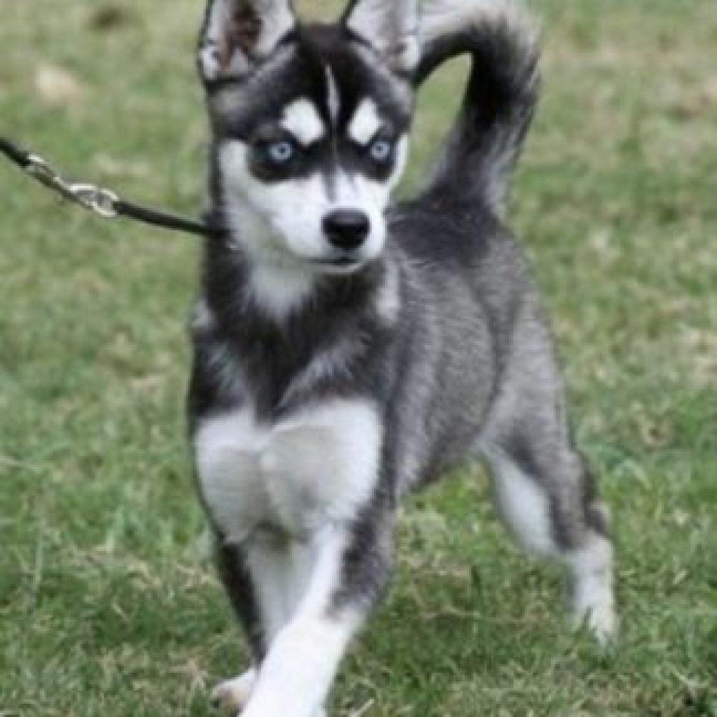 Alaskan Klee Kai Puppy: Lively, Compact Family Pal