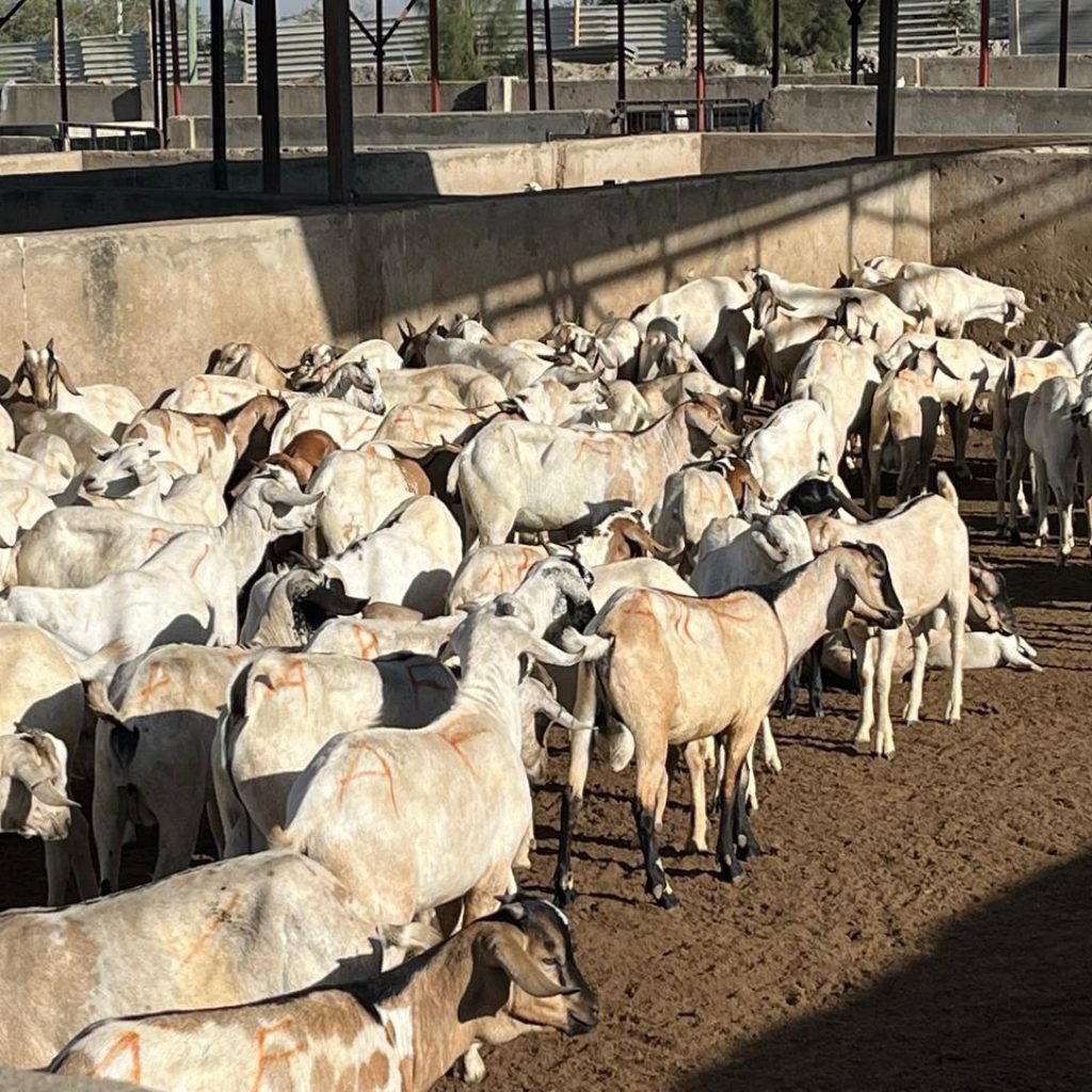 Ethically sourced halal goat meat for bulk orders
