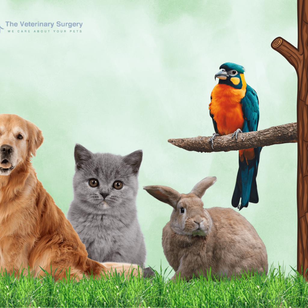 Compassionate Pet Care in Doha’s Trusted Veterinary Centre