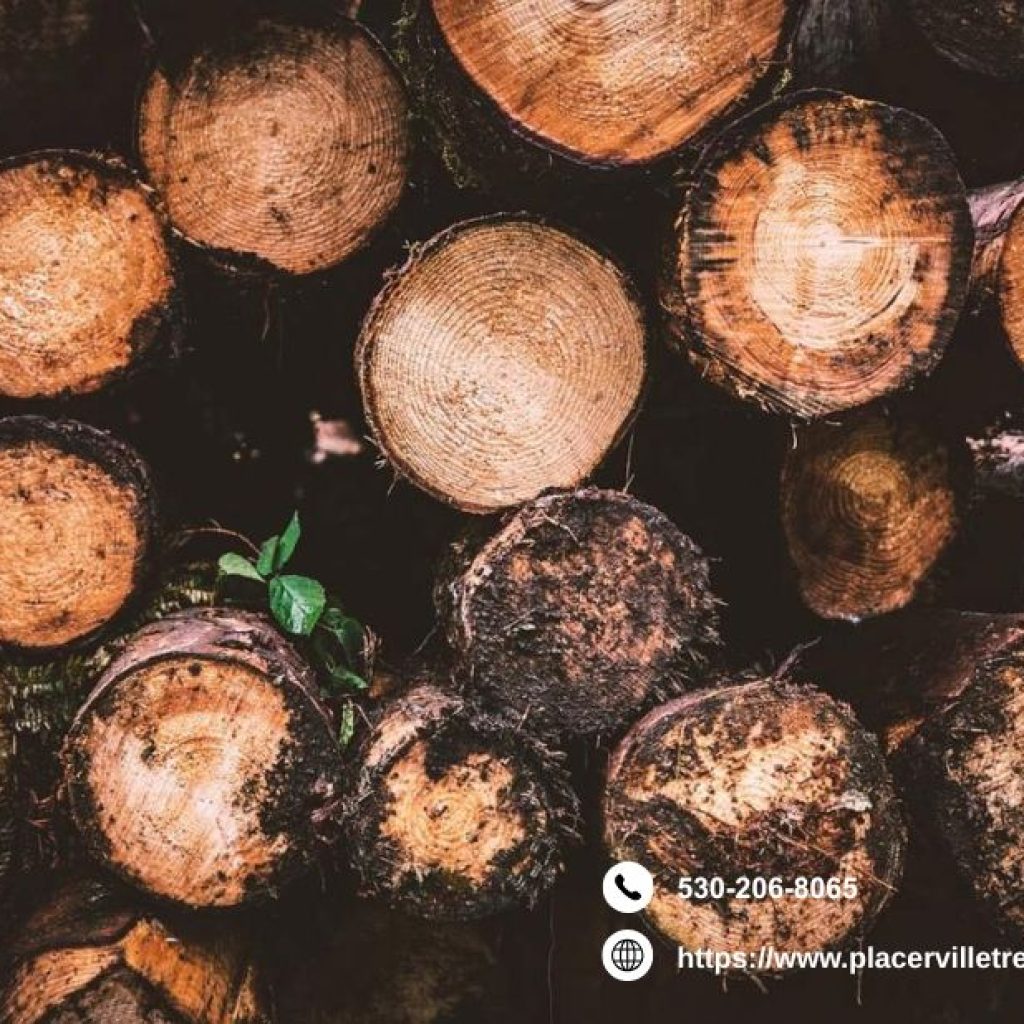 Professional Tree Removal in Placerville: Safe and Efficient Professional Tree Removal in Placerville: Safe and Efficient
