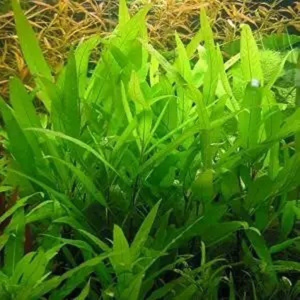 Explore Beautiful Semi-Aquatic Plants for Your Tank Today