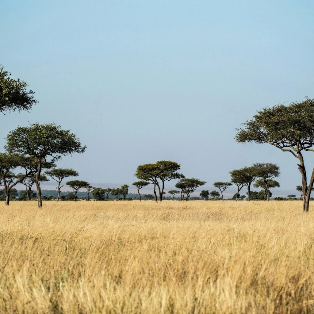 Experience an African Safari From USA: Unforgettable Wildlife Experience an African Safari From USA: Unforgettable Wildlife