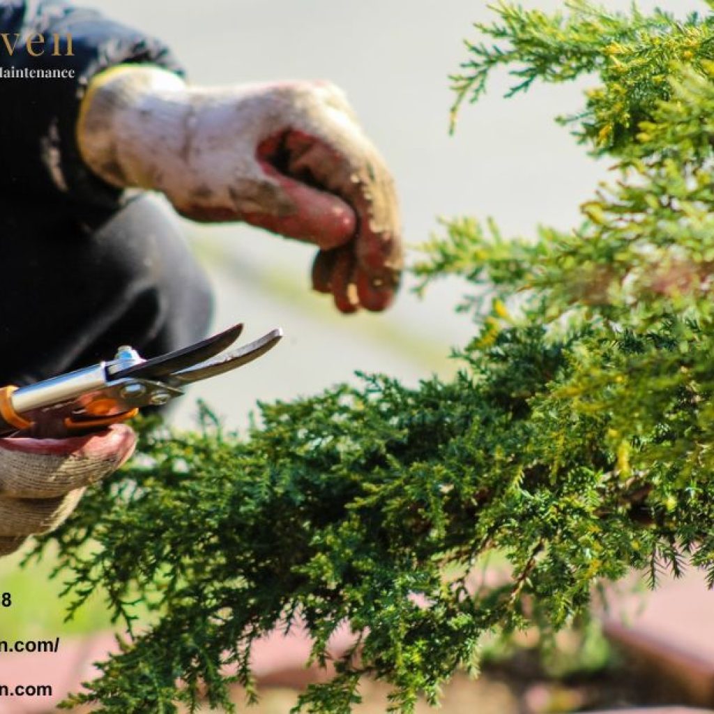 Professional hedge trimming and pruning in Morden