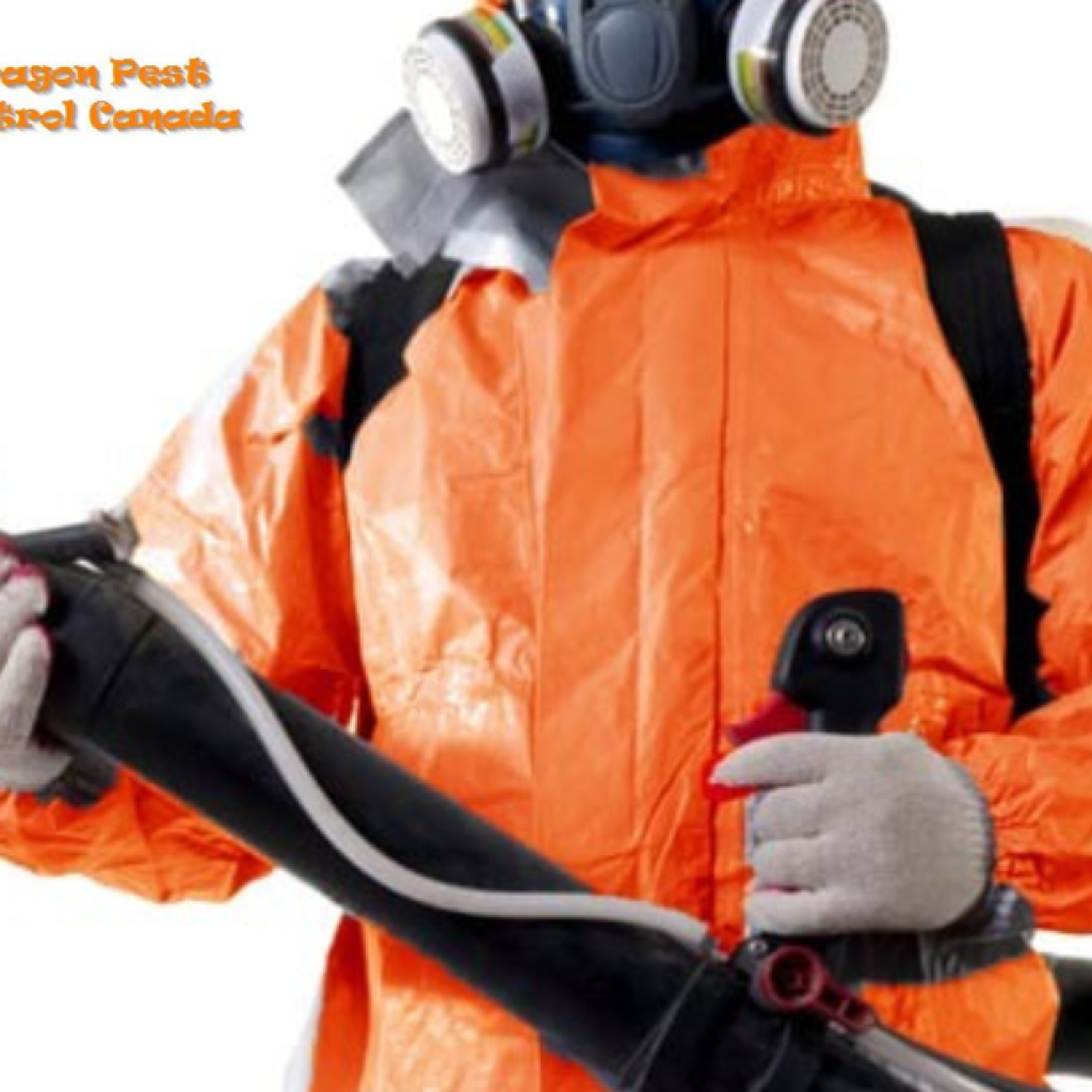 Effective Flea Prevention and Treatment for Your Home