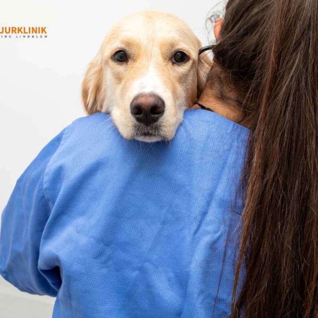 Omsorgsfullt stöd för husdjur i behov av slutskede i Simrishamn