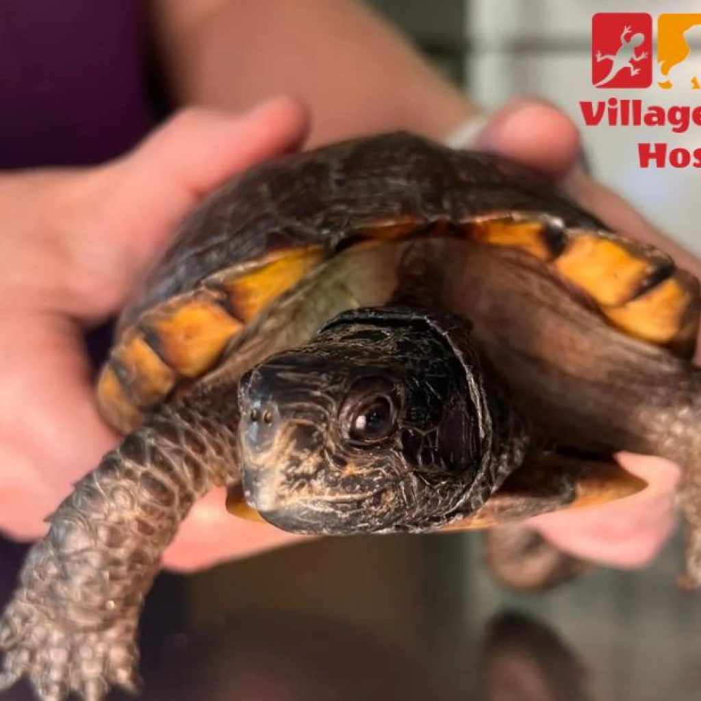 Compassionate Veterinary Care for Your Pet’s Health and Happiness